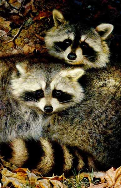(image for) Handmade oil painting Copy paintings of famous artists Carl Brenders paintings Yin and Yang-Raccoons